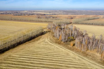 Foto op Plexiglas Berkenbos Aerial view of the expanses of fields with mown grass and birch groves in autumn
