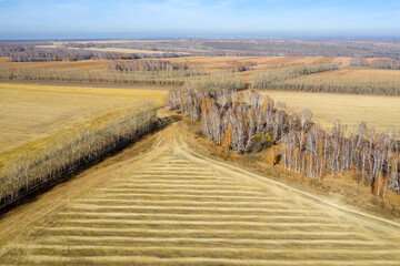 Fototapeta na wymiar Aerial view of the expanses of fields with mown grass and birch groves in autumn