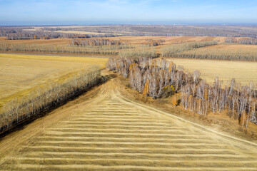 Obraz premium Aerial view of the expanses of fields with mown grass and birch groves in autumn