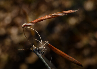 A dried autumn leaf coiled into a spiral