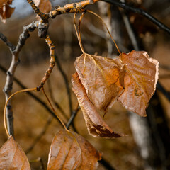 A close-up view of dried leaves on a tree branch in autumn