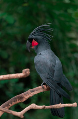 Black Macaw with beautiful crest in woods, with a green natural background