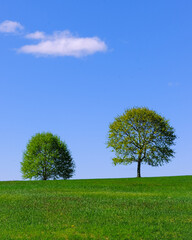 Fototapeta na wymiar trees on a green field