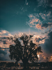 sunset over tree 
