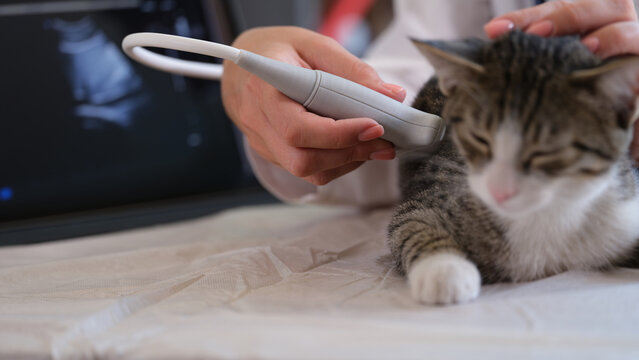 Veterinarian checks organs of furry cat using ultrasound