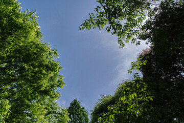 青空、木漏れ日