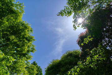 青空、木漏れ日