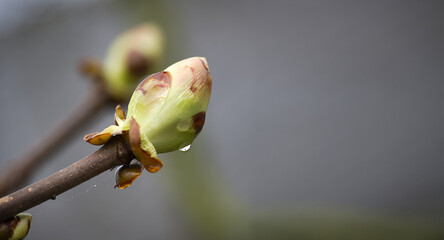 Leaf bud of the Aesculus hippocastanum in spring