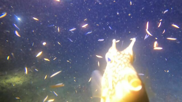 cow fish in the night dive 