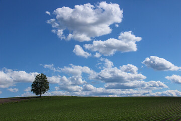 丘の上の緑の木と青空
