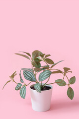Peperomia plant in pot on pink background