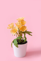 Beautiful yellow flowers in pot on pink background