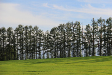 Fototapeta na wymiar 緑の丘の上のカラマツ並木 