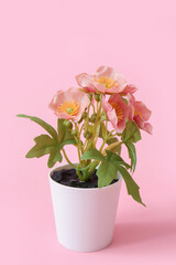 Beautiful orange flowers in pot on pink background