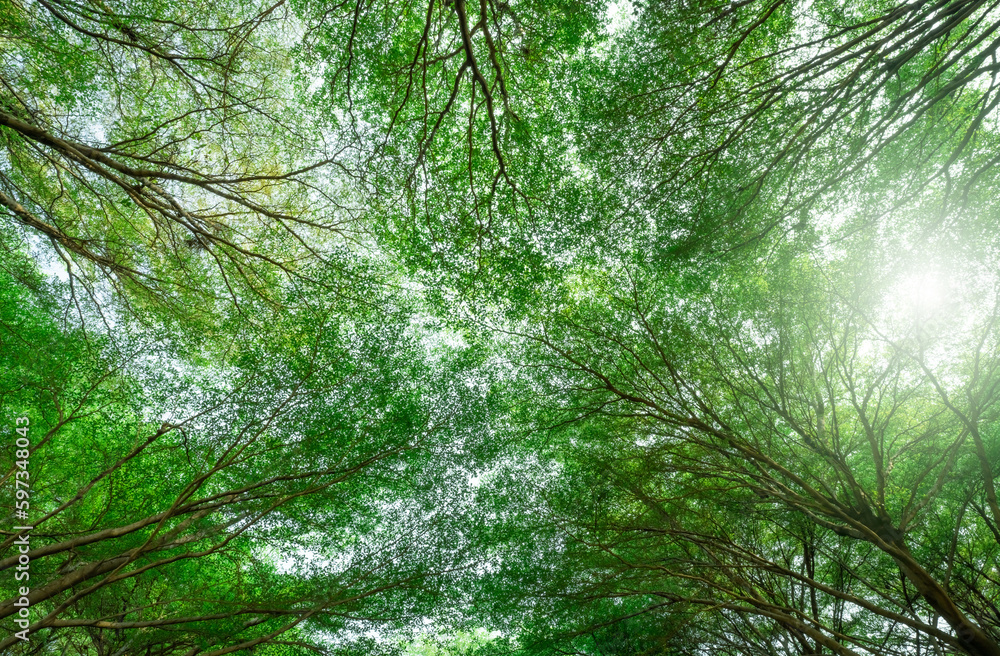 Canvas Prints bottom view of tree with green leaves and branches in tropical forest. fresh environment in park. gr