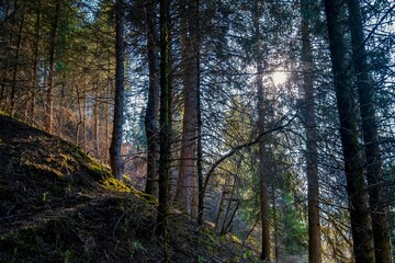 Fototapeta premium Sun shining trough pine branches in the forest
