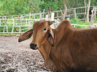 red and black spotted cows feed on dried grass inside dutch farm in the Thailand.
