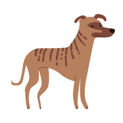 Dog Breed illustration_Sloughi