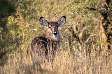 Waterbuck calf isolated in the African bush