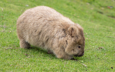 Furry wombat eating grass on Maria Island, east coast of Tasmania, Australia