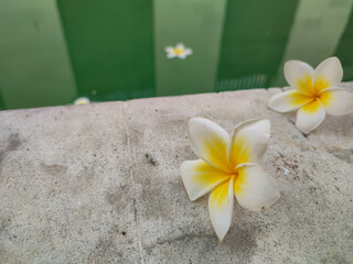 frangipani flowers that fall and are above the pool water