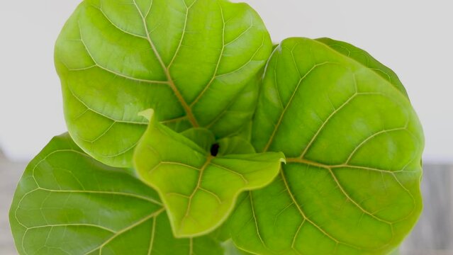 fiddle leaf fig tree high angle view on white background