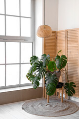 Interior of light living room with Monstera houseplant and folding screen