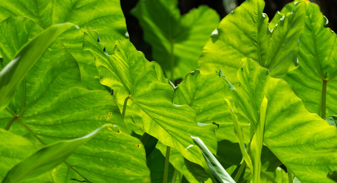 Folhas de taioba com incid&ecirc;ncia de sol.