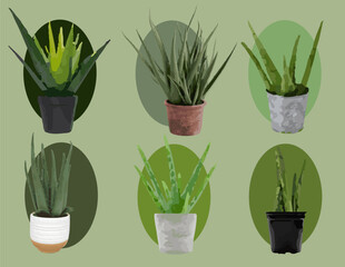 Aloe Vera set in Pots