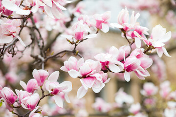 Fototapeta na wymiar Spring time - magnolia