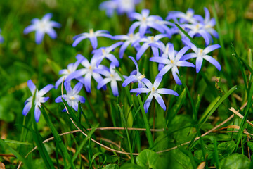 Beautiful blue flowers blooming outdoors, closeup