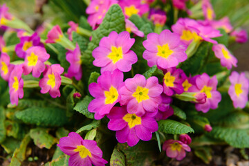 Pink flowers blooming outdoors, closeup