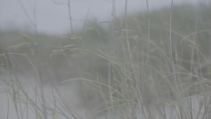 Slowmotion shot of plants waving in the wind on the beach with a focus shift to the back on a cloudy and grey day LOG