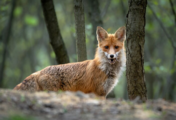 red Fox ( Vulpes vulpes ) close up