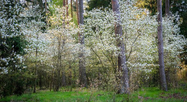 Beautiful blossoming juneberry trees in the forest