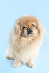 Cute dog on blue background