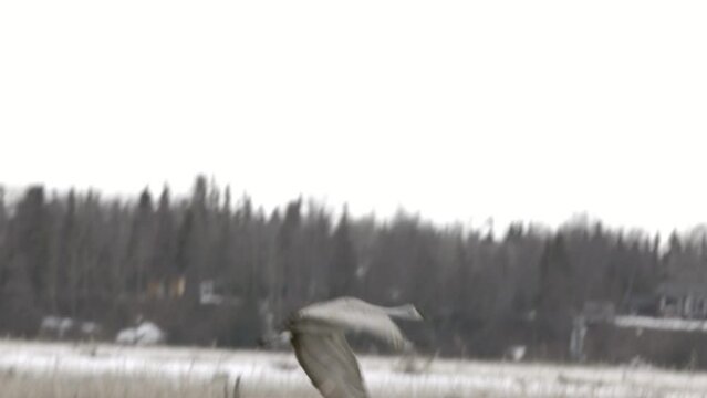 Sandhill Crane (Grus canadensis) taking off / flying over the Kenai River Flats 