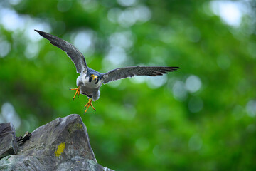 Peregrine Falcon  