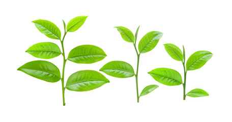 tea leaf isolated on transparnt png