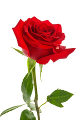 Naklejka premium Beautiful red rose on white background