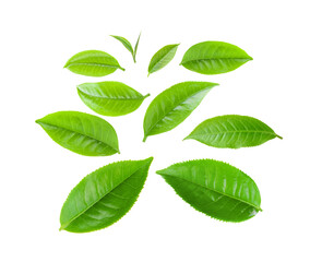 green tea leaves isolated on transparnt png