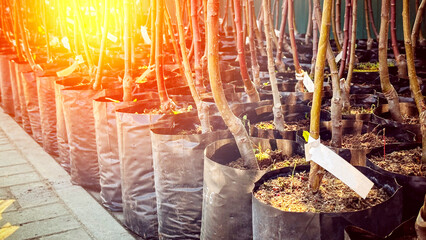 young seedlings of fruit trees in the nursery of seedlings