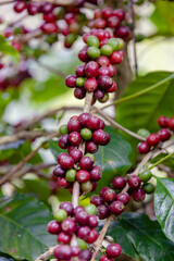 ripe arabica coffee beans on brance tree in farm.green Robusta and arabica coffee berries by agriculturist hands,Worker Harvest arabica coffee berries on its branch, agriculture concept.