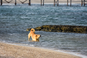 dog stands in the water and stretches during walking on the beach