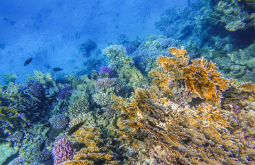 Naklejka na ściany i meble blue bottom of the sea and colorful corals during diving in marsa alam