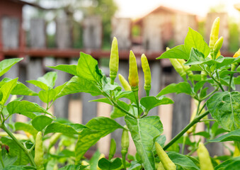 Chili vegetables on the plant, chili vegetables in the garden, fresh vegetables, fresh chili on branch, fresh vegetables in home garden.