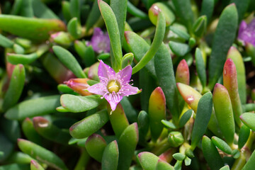 Sesuvium portulacastrum (shoreline purslane, sea purslane) ; sprawling grows in coastal areas....