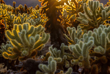 Fototapeta na wymiar Teddybear (Cylindropuntia bigelovii) Cholla Cactus Garden at Pinto Basin, Joshua Tree National Park, California, USA