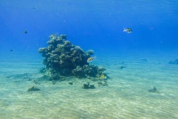 small reef with corals and fishes at the sandy seabed in blue water egypt