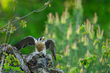 Peregrine Falcon  